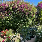 Tranquil Garden View Room Macquiare Marsfield Eastwood