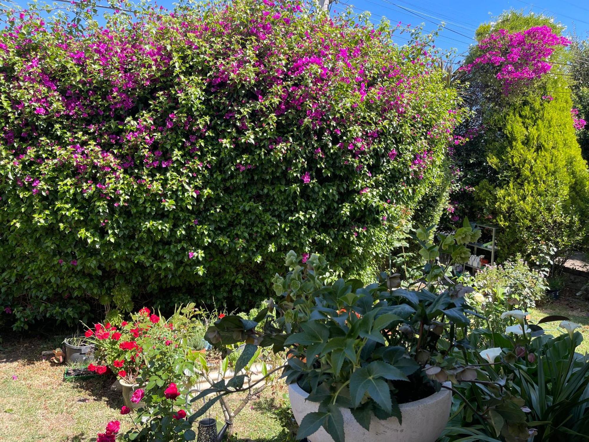 Tranquil Garden View Macquiare Marsfield Eastwood *