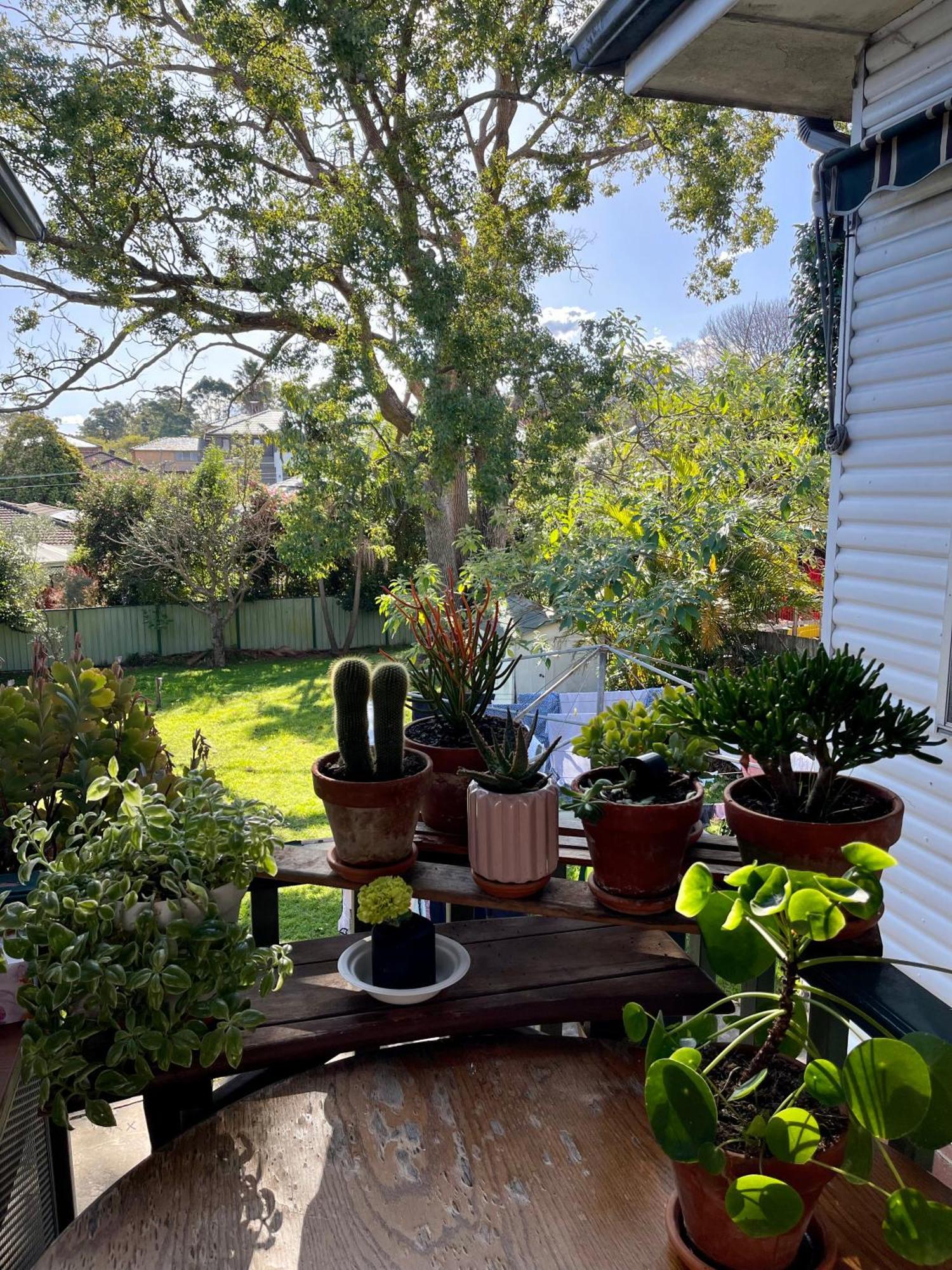 Tranquil Garden View Macquiare Marsfield Eastwood * Sydney