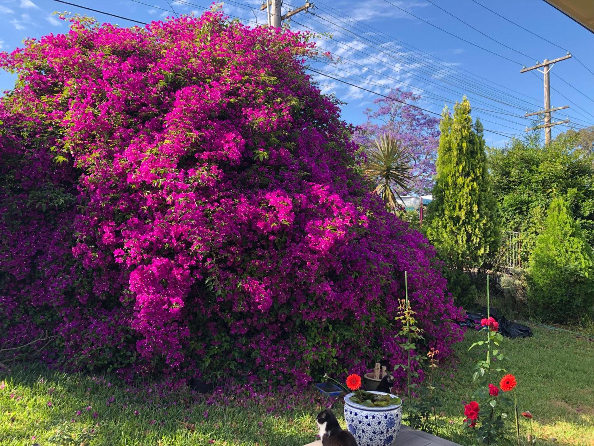 Tranquil Garden View Macquiare Marsfield Eastwood Sydney